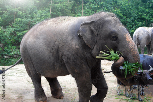 Elephant and buffaloes feed on green grass and tree leaves in zoo or reserve. Herbivores  cloven-hoofed animals