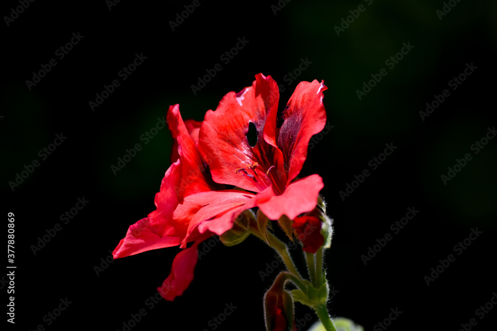 Fototapeta premium red and yellow