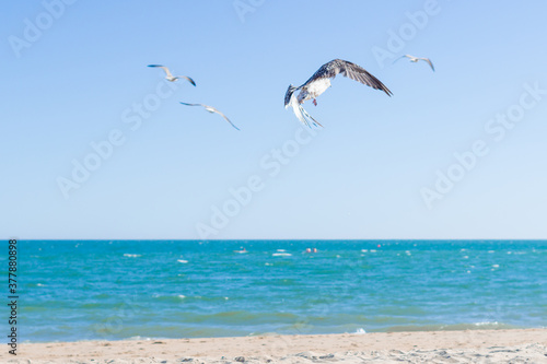 Seagulls flying over sea and blue sky