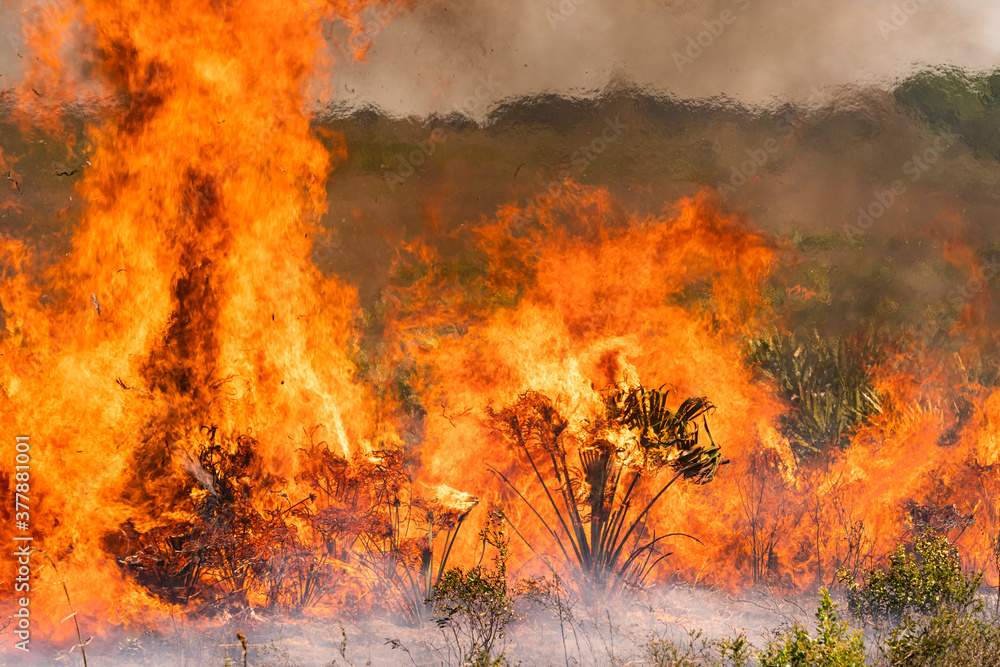 Fototapeta premium Fire blazing through prairie during dry season