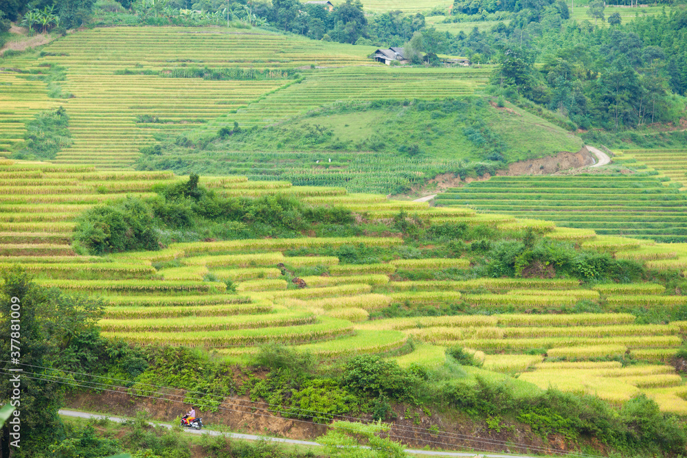 Rice fields on terraced of Mu Cang Chai, YenBai, Vietnam. Rice fields prepare the harvest at Northwest Vietnam.Vietnam landscapes