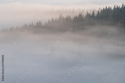 Autumn landscape of the foggy forest, at sunrise