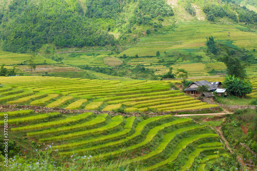 Rice fields on terraced of Mu Cang Chai, YenBai, Vietnam. Rice fields prepare the harvest at Northwest Vietnam.Vietnam landscapes