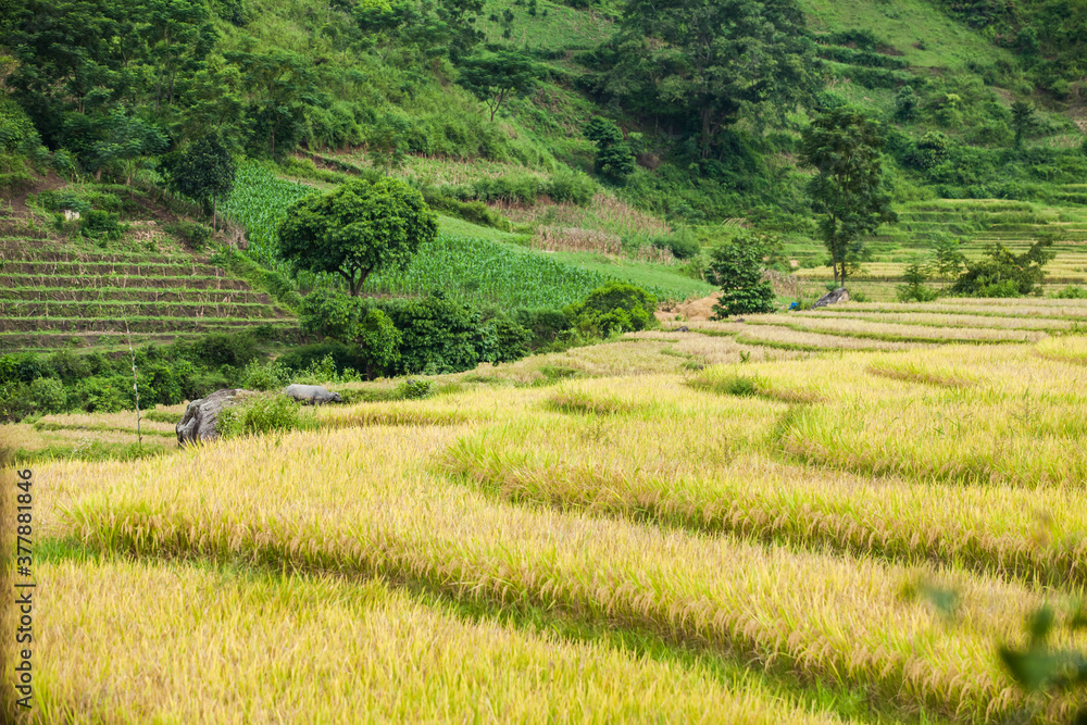 Rice fields on terraced of Mu Cang Chai, YenBai, Vietnam. Rice fields prepare the harvest at Northwest Vietnam.Vietnam landscapes Rice fields on terraced of Mu Cang Chai, YenBai, Vietnam. Rice fields prepare the harvest at Northwest Vietnam.Vietnam landscapes