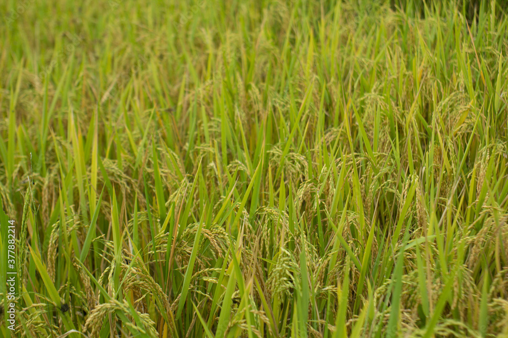 Amazing landscape in Northwest Vietnam. Terraced fields in Ta Xua, Bac Yen, Son La province, Vietnam. At an altitude of 2000m above sea level, this place is also known by the name: Clouds Paradise. Amazing landscape in Northwest Vietnam. Terraced fields in Ta Xua, Bac Yen, Son La province, Vietnam. At an altitude of 2000m above sea level, this place is also known by the name: Clouds Paradise.