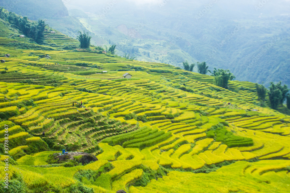 Amazing landscape in Northwest Vietnam. Terraced fields in Ta Xua, Bac Yen, Son La province, Vietnam. At an altitude of 2000m above sea level, this place is also known by the name: Clouds Paradise.