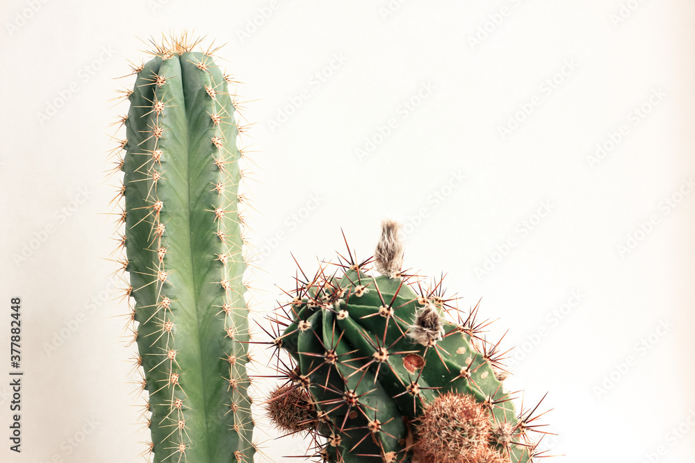 Naklejka premium Various cactus in pots. Home plants growing. Natural floral background.
