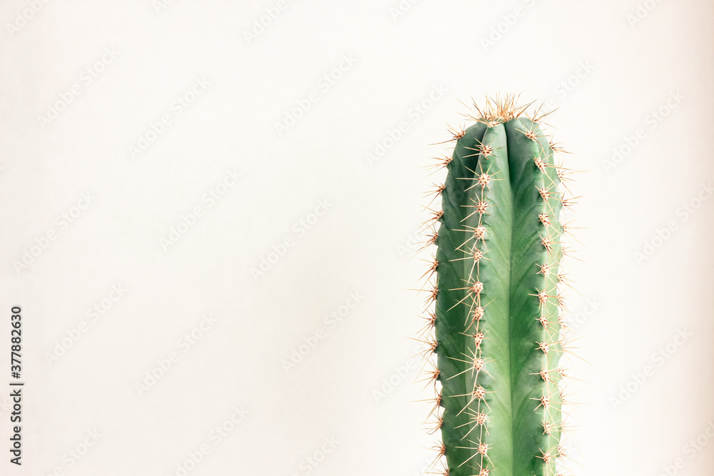 Single cactus on light background. Home plant growing. Natural floral minimal concept. Close up. Single cactus on light background. Home plant growing. Natural floral minimal concept. Close up.