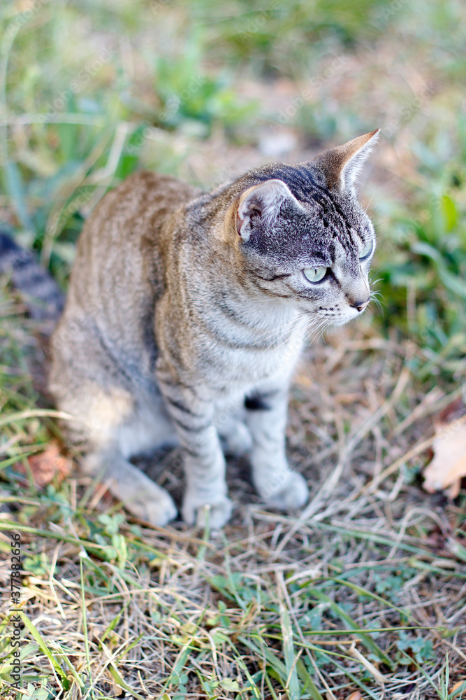 Wild cat in the countryside Wild cat in the countryside