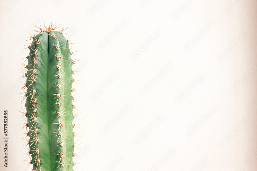 Single cactus on light background. Home plant growing. Natural floral minimal concept. Close up. Single cactus on light background. Home plant growing. Natural floral minimal concept. Close up.