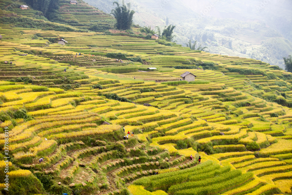Amazing landscape in Northwest Vietnam. Terraced fields in Ta Xua, Bac Yen, Son La province, Vietnam. At an altitude of 2000m above sea level, this place is also known by the name: Clouds Paradise. Amazing landscape in Northwest Vietnam. Terraced fields in Ta Xua, Bac Yen, Son La province, Vietnam. At an altitude of 2000m above sea level, this place is also known by the name: Clouds Paradise.