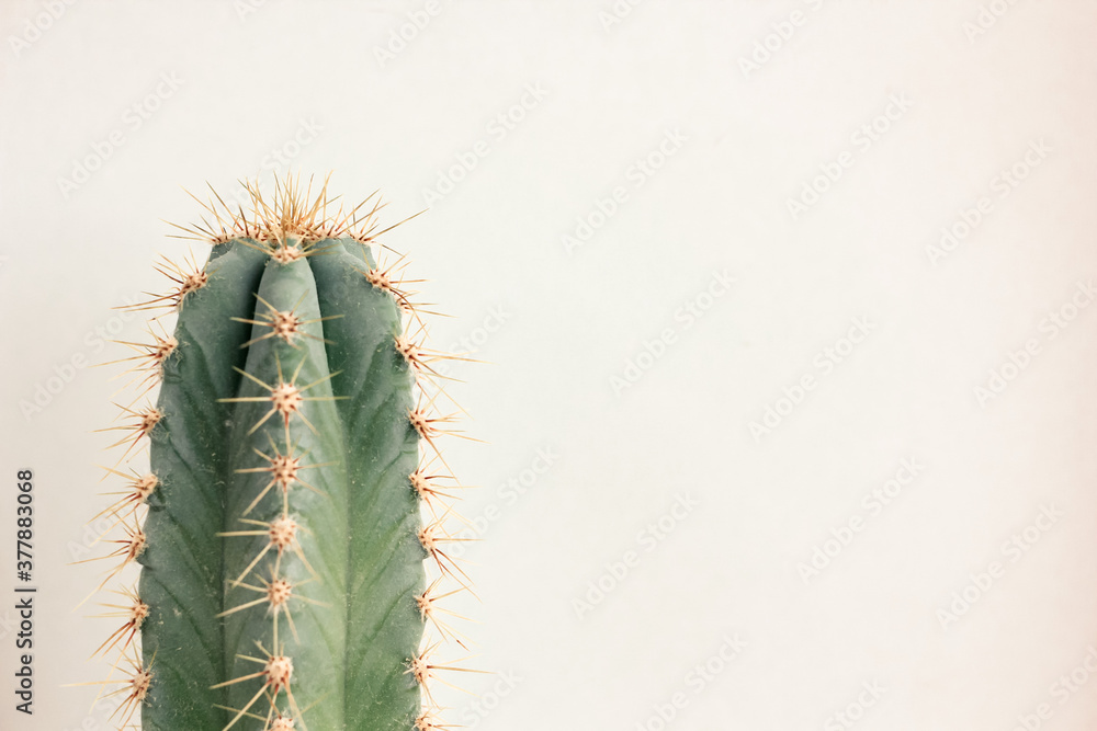 Naklejka premium Single cactus on light background. Home plant growing. Natural floral minimal concept. Close up.