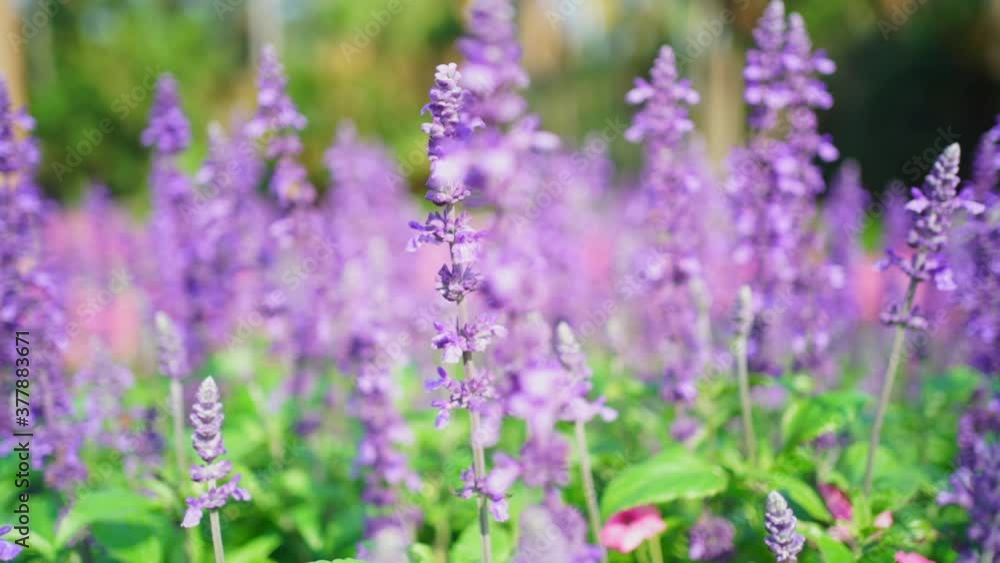 Selective focus on Bushes of lavender purple aromatic flowers at lavender fields. Lavender flower in field. Selective focus on Bushes of lavender purple aromatic flowers at lavender fields. Lavender flower in field.