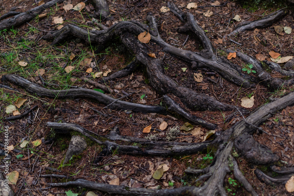 shiny brown twisty tangled roots of tree in forest in damp ground with yellow dry autumn leaves and green grass shiny brown twisty tangled roots of tree in forest in damp ground with yellow dry autumn leaves and green grass