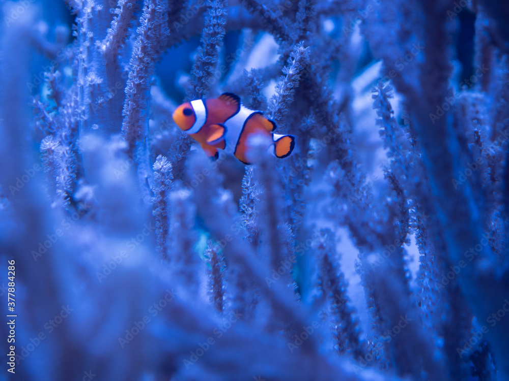 ファインディング ニモ の画像 6 件の Stock 写真 ベクターおよびビデオ Adobe Stock ファインディング ニモ の画像 6 件の Stock 写真 ベクターおよびビデオ Adobe Stock