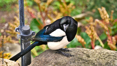 Shimmering magpie bird with white, blue and black feathers sitting on a rock in the botanical garden of Copenhagen, Denmark, focus on head with Bokeh in background.