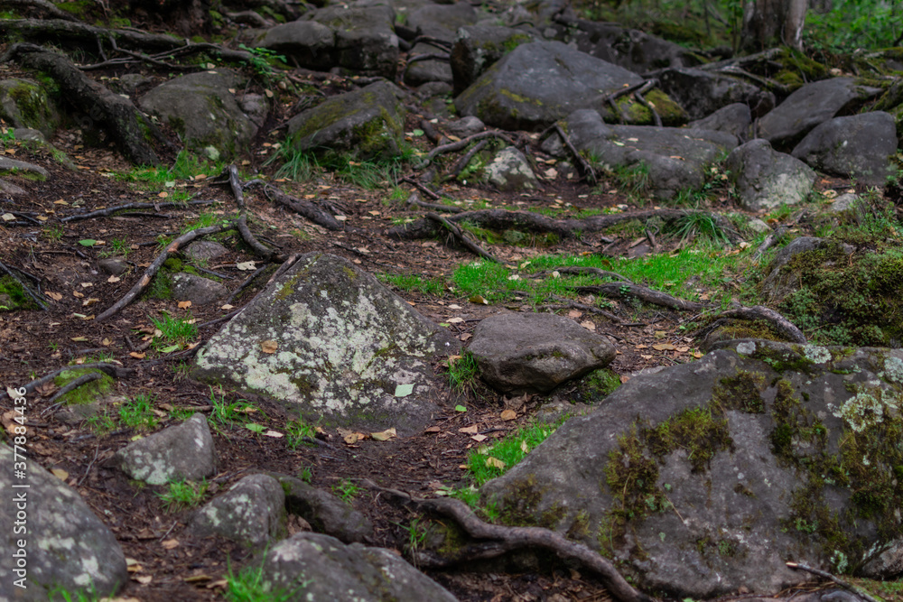 brown tree roots in brown forest ground with large stones with green grass in forest, puddle with reflection brown tree roots in brown forest ground with large stones with green grass in forest, puddle with reflection