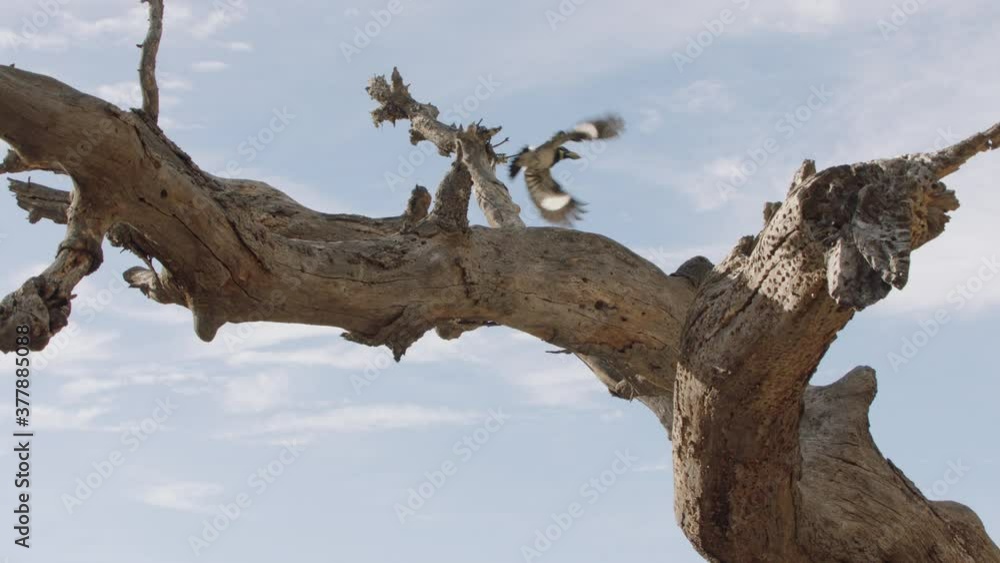 Acorn woodpecker flying towards tree branch Acorn woodpecker flying towards tree branch