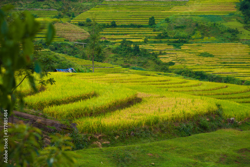 Amazing Rice fields on terraced in rainny seasont at TU LE Valley, Vietnam.Tu Le is a small valley but has beautiful terraces all year round. An attractive tourist destination 250km form Hanoi.