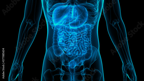 Quadro su tela Human Digestive System Anatomy