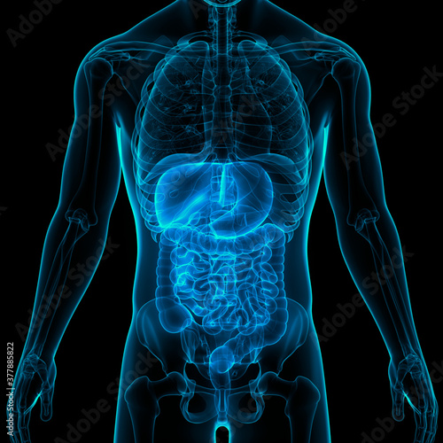 Human Digestive System Anatomy