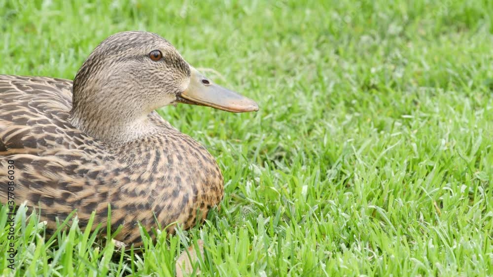 Funny duck on fresh green juicy grass in natural habitat. Curious waterflow bird in wild nature among greenery. Cute waterbird in wilderness. Funny duck on fresh green juicy grass in natural habitat. Curious waterflow bird in wild nature among greenery. Cute waterbird in wilderness.