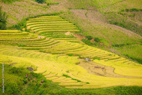 Amazing Rice fields on terraced in rainny seasont at TU LE Valley, Vietnam.Tu Le is a small valley but has beautiful terraces all year round. An attractive tourist destination 250km form Hanoi.