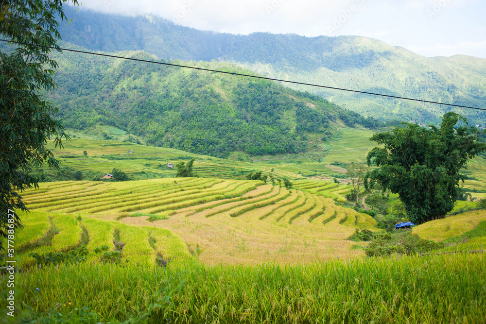 Laocai Vietnam  Vietnam Paddy fields, terraced culture, Sapa, Vietnam