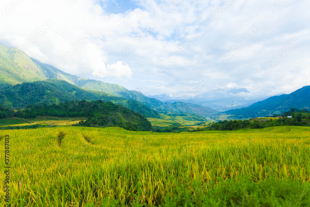 Laocai Vietnam  Vietnam Paddy fields, terraced culture, Sapa, Vietnam