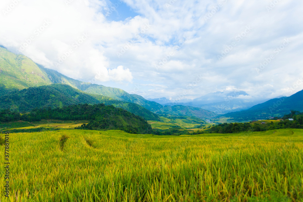 Laocai Vietnam  Vietnam Paddy fields, terraced culture, Sapa, Vietnam