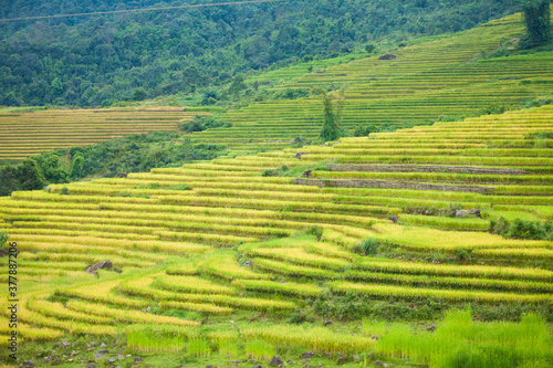 Laocai Vietnam  Vietnam Paddy fields  terraced culture  Sapa  Vietnam