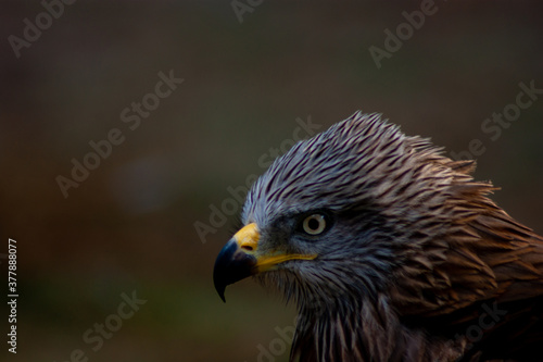 Portrait of a beautiful eagle
