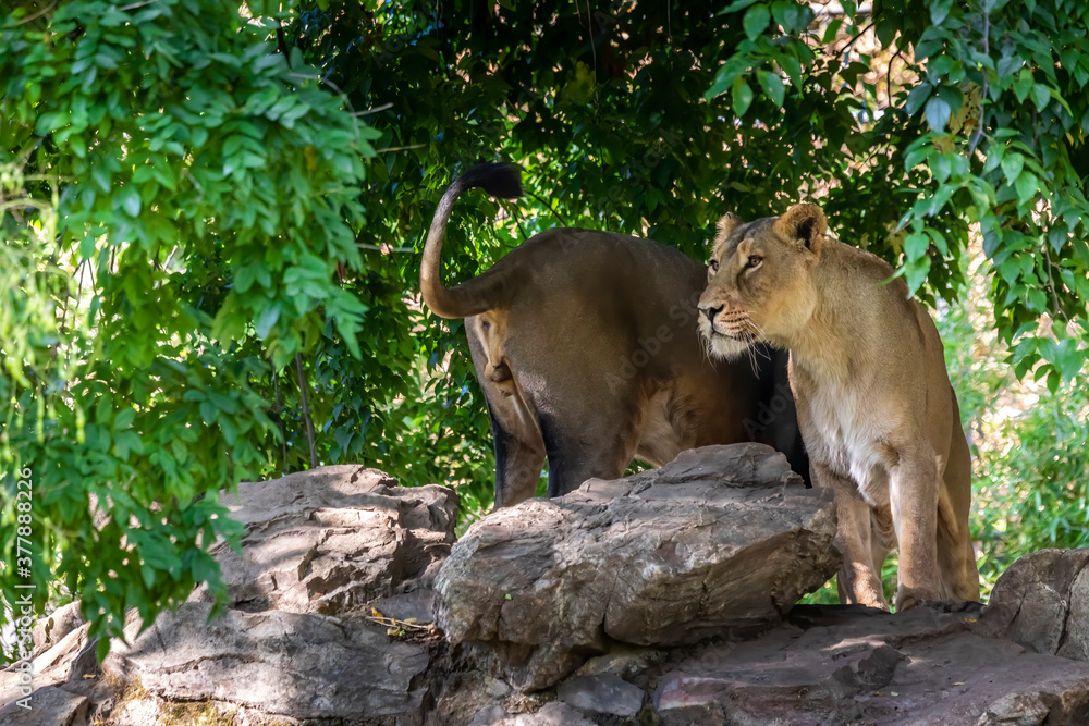 Two young lions in a zoo, relaxing and cleaning each other their fur in their outdoor enclosure at a sunny day in summer.