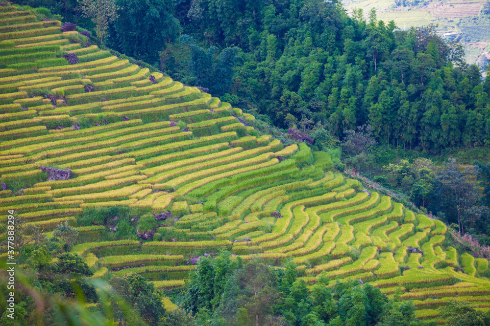 Laocai Vietnam  Vietnam Paddy fields, terraced culture, Sapa, Vietnam