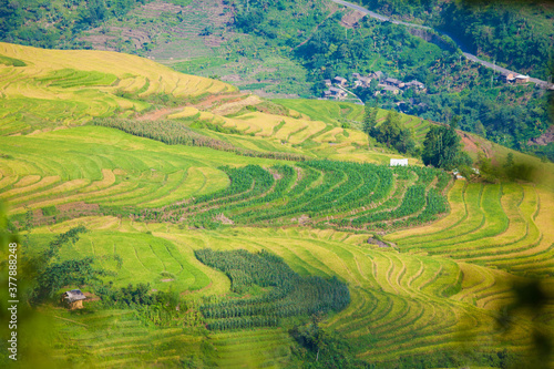 Laocai Vietnam Vietnam Paddy fields, terraced culture, Sapa, Vietnam