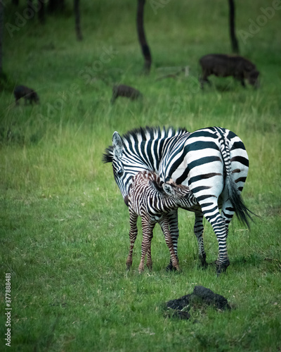Wild zebra foal suckling with a family of warthogs in the background in the Lake Mburo National Park in Uganda