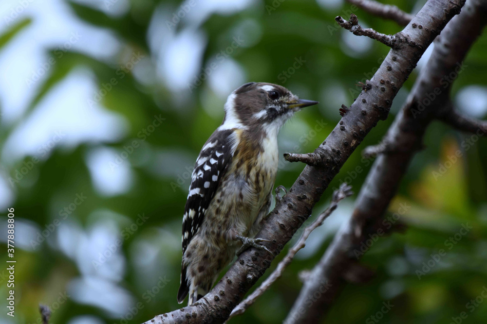 コゲラ 野鳥 コゲラ 野鳥