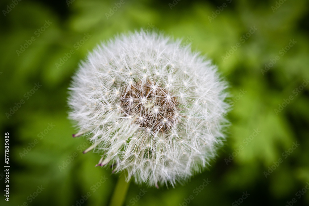 Fototapeta premium Macro photograph of a dandelion seed head