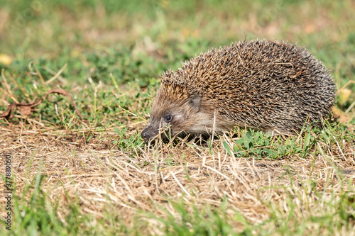 hedgehog on the grass...