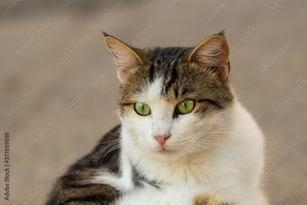 Beautiful portrait of a green-eyed tabby cat on a background of asphalt