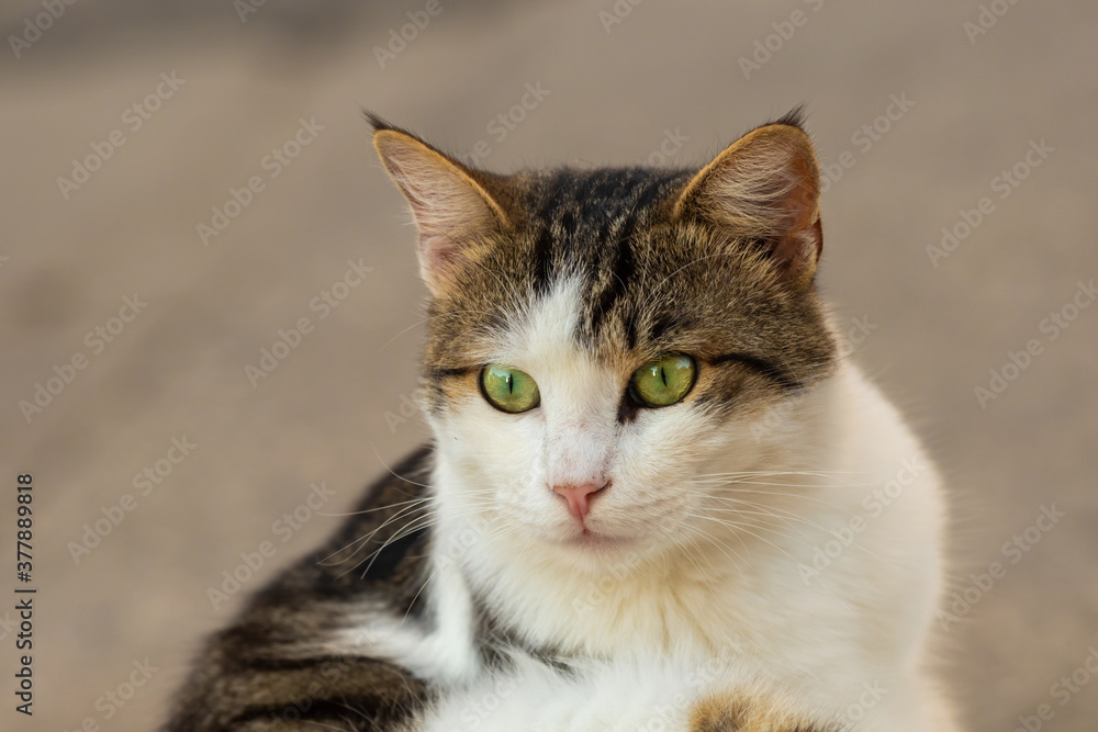 Beautiful portrait of a green-eyed tabby cat on a background of asphalt Beautiful portrait of a green-eyed tabby cat on a background of asphalt