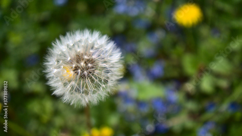 Macro photography of a dandelion  taraxacum officinale  also lion s tooth  with seed head  focus on seed head  background with Bokeh of wild flowers and grass.