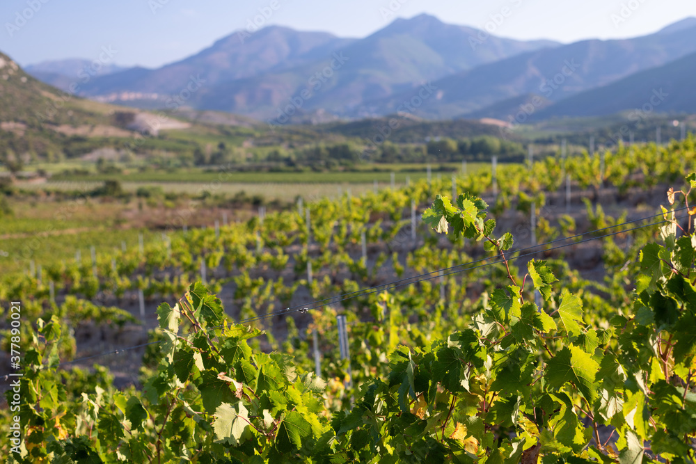 Grape harvest for wine production, Corsica