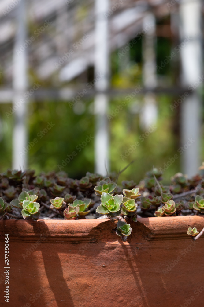 Portrait shot of small leafed red/green succulent in a cracked terracotta pot, inside a greenhouse