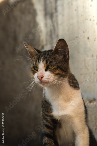 Adorable portrait of a charismatic cat, Montenegro