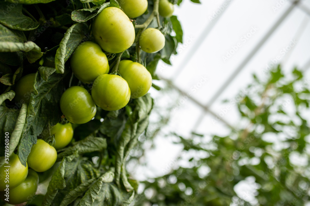 Green tomatoes ripening on the vine inside a greenhouse Green tomatoes ripening on the vine inside a greenhouse