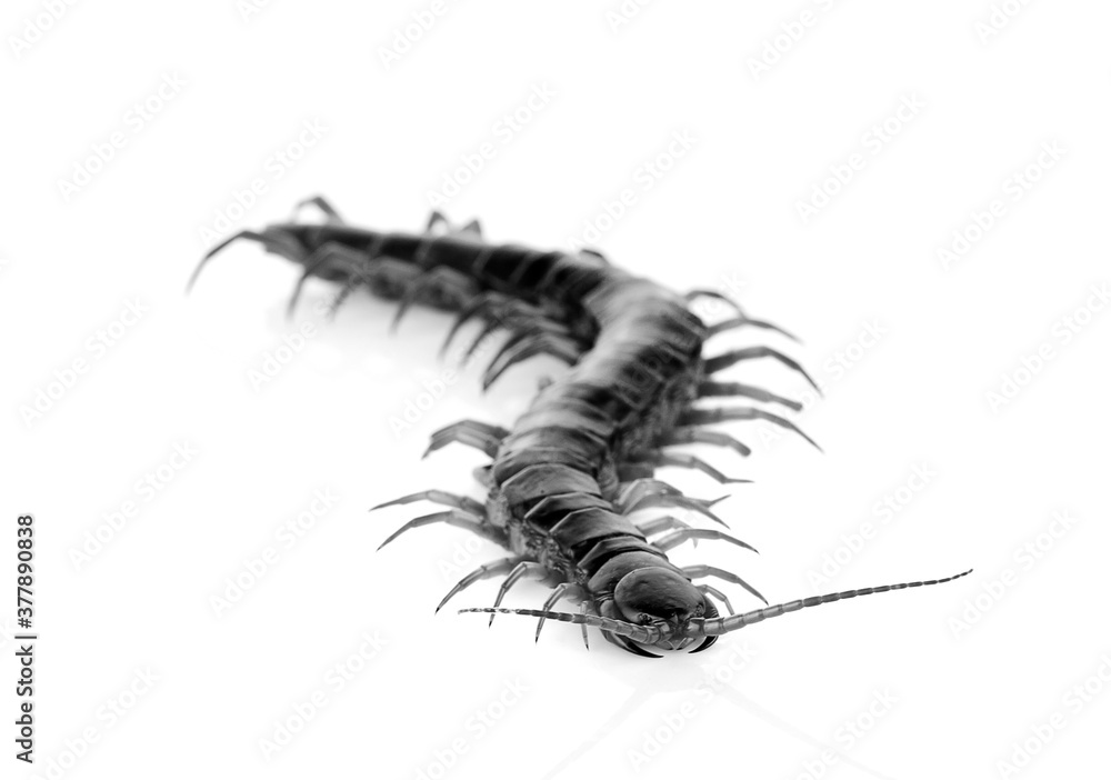 black centipede isolated on white background black centipede isolated on white background