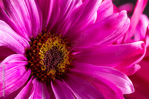 Beautiful Pink Daisy Closeup
