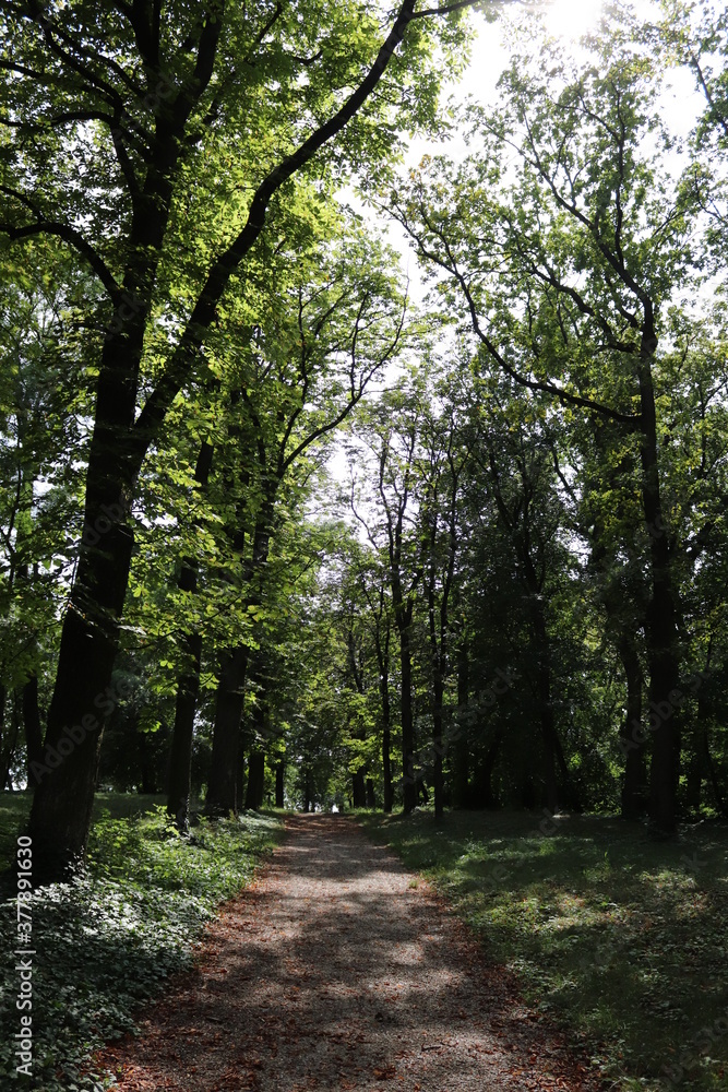 path in the forest path in the forest