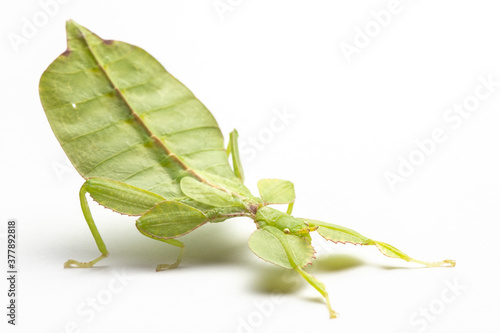 Leaf insect (Phyllium letiranti, subadult female) isolated on white background